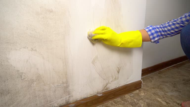 Best Mold Prevention Services  in Plains, TX